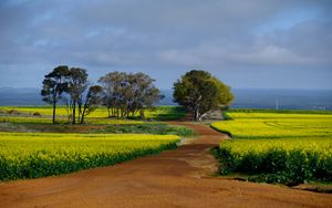 Preview wallpaper field, path, trees, nature, landscape