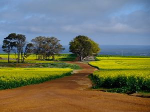 Preview wallpaper field, path, trees, nature, landscape