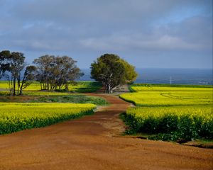 Preview wallpaper field, path, trees, nature, landscape