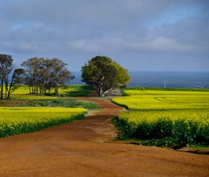 Preview wallpaper field, path, trees, nature, landscape