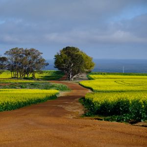 Preview wallpaper field, path, trees, nature, landscape