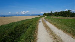 Preview wallpaper field, path, trees, landscape