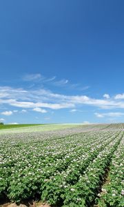 Preview wallpaper field, plantation, agriculture