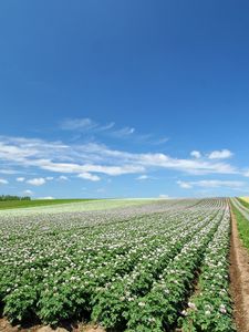 Preview wallpaper field, plantation, agriculture