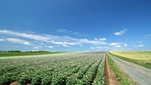 Preview wallpaper field, plantation, agriculture