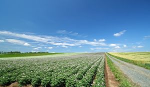 Preview wallpaper field, plantation, agriculture