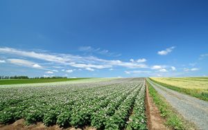 Preview wallpaper field, plantation, agriculture