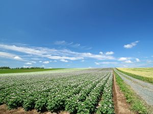 Preview wallpaper field, plantation, agriculture