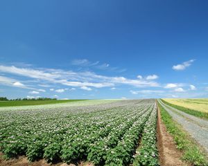 Preview wallpaper field, plantation, agriculture