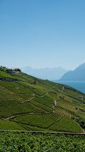 Preview wallpaper field, plantation, mountains, sea