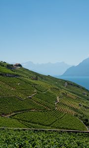 Preview wallpaper field, plantation, mountains, sea