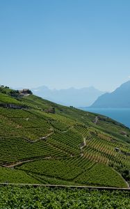 Preview wallpaper field, plantation, mountains, sea