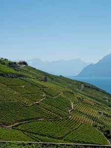 Preview wallpaper field, plantation, mountains, sea