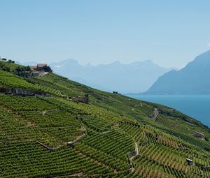 Preview wallpaper field, plantation, mountains, sea