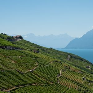 Preview wallpaper field, plantation, mountains, sea