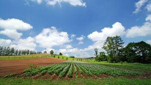 Preview wallpaper field, plantation, summer, culture, economy, ranks