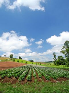 Download wallpaper 240x320 field, plantation, summer, culture, economy,  ranks old mobile, cell phone, smartphone hd background