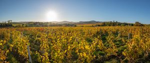 Preview wallpaper field, plants, leaves, sun, landscape, nature