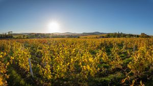 Preview wallpaper field, plants, leaves, sun, landscape, nature