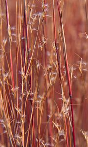 Preview wallpaper field, plants, stems, blur, macro