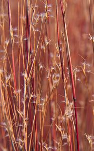 Preview wallpaper field, plants, stems, blur, macro