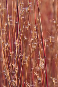 Preview wallpaper field, plants, stems, blur, macro