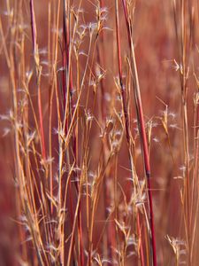 Preview wallpaper field, plants, stems, blur, macro