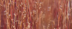 Preview wallpaper field, plants, stems, blur, macro