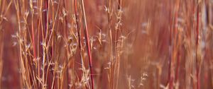 Preview wallpaper field, plants, stems, blur, macro