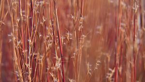 Preview wallpaper field, plants, stems, blur, macro