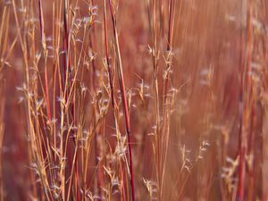 Preview wallpaper field, plants, stems, blur, macro