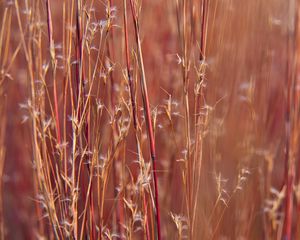 Preview wallpaper field, plants, stems, blur, macro