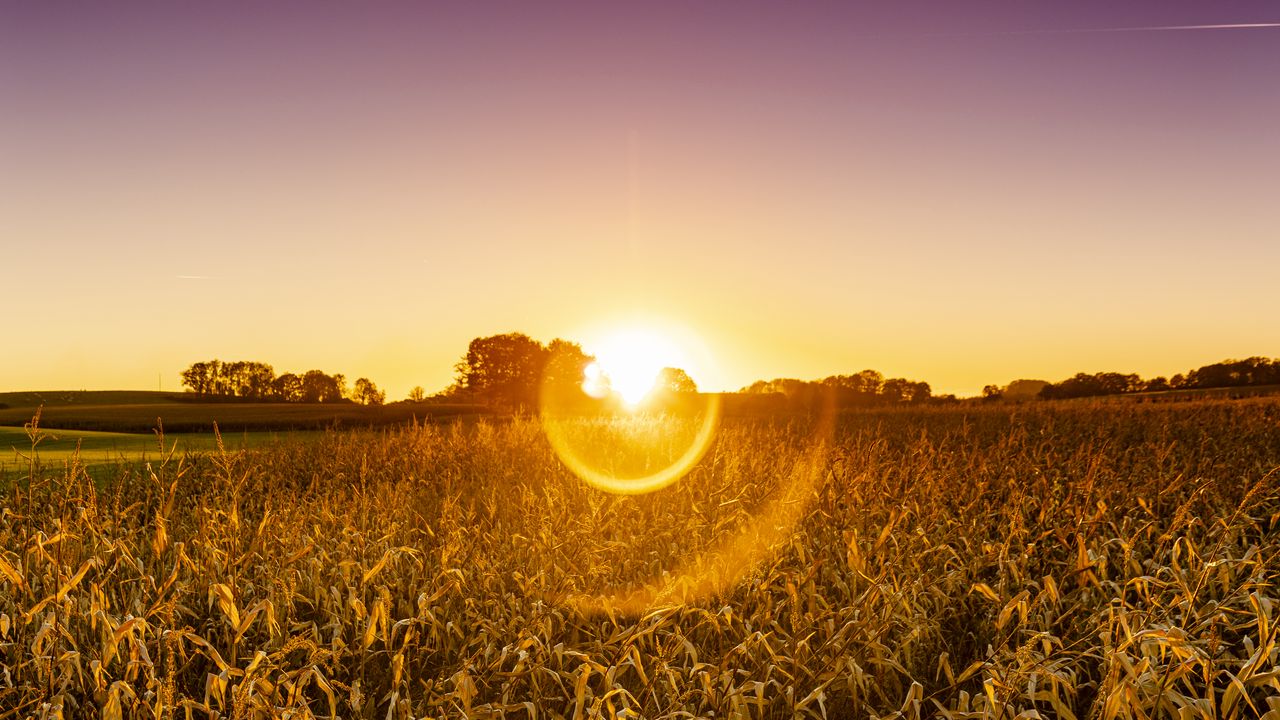 Wallpaper field, plants, sun, sunset, nature