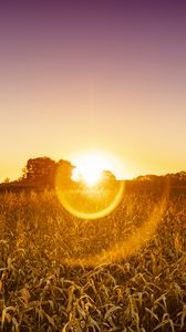 Preview wallpaper field, plants, sun, sunset, nature