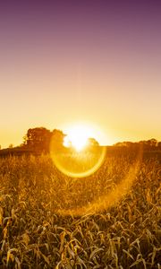 Preview wallpaper field, plants, sun, sunset, nature