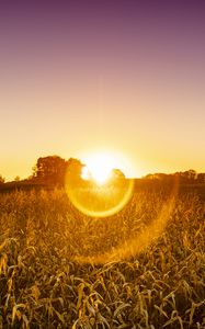 Preview wallpaper field, plants, sun, sunset, nature