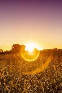 Preview wallpaper field, plants, sun, sunset, nature