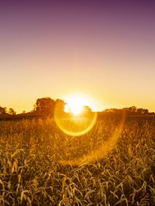 Preview wallpaper field, plants, sun, sunset, nature