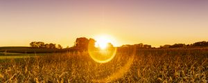 Preview wallpaper field, plants, sun, sunset, nature