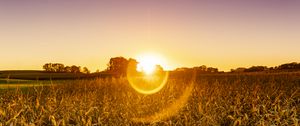 Preview wallpaper field, plants, sun, sunset, nature