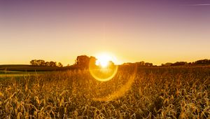 Preview wallpaper field, plants, sun, sunset, nature