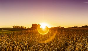 Preview wallpaper field, plants, sun, sunset, nature