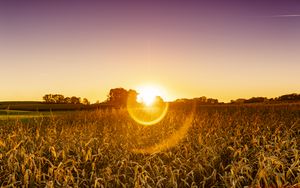 Preview wallpaper field, plants, sun, sunset, nature