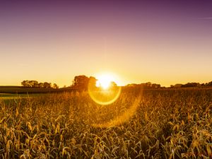 Preview wallpaper field, plants, sun, sunset, nature