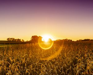 Preview wallpaper field, plants, sun, sunset, nature