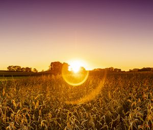 Preview wallpaper field, plants, sun, sunset, nature