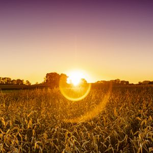 Preview wallpaper field, plants, sun, sunset, nature