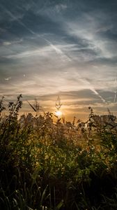 Preview wallpaper field, plants, sun, sunset, landscape, nature