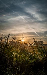Preview wallpaper field, plants, sun, sunset, landscape, nature