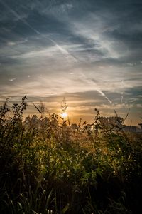 Preview wallpaper field, plants, sun, sunset, landscape, nature